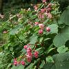 le Georgiche Vivai le Georgiche - Pianta vera di Begonia grandis subsp. evansiana - vaso Ø 10 cm