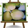 EURO PLANTS VIVAI Albicocco Tardiva di Picciola pianta da frutto antico autofertile su vaso 26 cm Altezza 180~200 cm - Età 4 anni