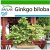 SAFLAX - Albero dei ventagli - 4 semi - Con substrato - Ginkgo biloba