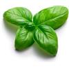 Tûche Semi BASILICO COMUNE GENOVESE In Busta Ermetica MADE IN ITALY Qualità superiore con 95% di germogliazione, con istruzioni