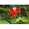Generico 20 Semi di Flamboyant Rosso o Albero di Fuoco (Delonix regia) - Albero Ornamentale dai Fiori Rossi - Ideale per Giardino e Climi Caldi