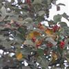 le Georgiche Vivai le Georgiche - Pianta vera di Sorbus aria Lutescens Sorbo bianco 'Lutescens' - altezza alla vendita 20-40 cm