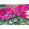 PERAGA GARDEN OFFERTA 3 PIANTE DI CICLAMINI FUCSIA VASO 10CM PIANTE DA ESTERNO