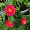 Generic Semi di delosperma ufficio resistente giardino ornamentale semi di appartamento 400pcs