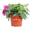 eGarden.store Pianta di Vinca Pendula o Pervinca pianta da fiore tappezzante ornamentale pianta vera da esterno venduta da eGarden.store (Bicolor)