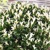 GardenersDream Euonymus Paloma Blanca - Spindle Giapponese | Arbusto da giardino sempreverde in vaso