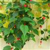 Generic Semi di Abutilon megapotamicum, da esterno resistenti arbusti fioriti decorazione da giardino per esterni esotiche esterno semi di estivi perenni 300pcs