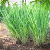 Generic semi di citronella - selvatiche biologiche balcone giardino roccioso raro interno 600pcs