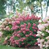 Vivaio di Castelletto 3 piante Hydrangea Paniculata 1 per colore (Phantom bianca, Rosa e Vanille fraise rosa e bianco) Vivaio di Castelletto