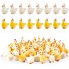 PEUTIER 30 Pezzi di Polli in Resina Miniatura, Mini Polli Resina Piccoli Ornamenti di Pollo Decor per Giardino Paesaggio Decorazione Domestica e Feste Torte (15 Gialli e 15 Bianchi)