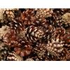 Laboratoria Zapachu 60 PZ Pigne Naturali di Pino 500 g, Dimensioni 4-7 cm, Fresche Direttamente dalla Foresta, Perfette per Decorazioni Arti e Mestieri Corone Ghirlande Natale Matrimoni