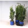Vivaio di Castelletto Tasso Taxus media Hicksii pianta da siepe sempreverde in vaso ø18 cm Vivaio di Castelletto