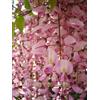 Vivaio di Castelletto Glicine Wisteria Brachybotrys Showa Beni pianta innestata rampicante in vaso 9x9 cm Vivaio di Castelletto