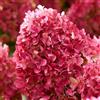 Vivaio di Castelletto 3 piante Hydrangea Paniculata Rosa Vivaio di Castelletto
