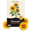 Grounding - Semi di Girasole Nano Giallo dorato, 100 semi, altezza 40-60 cm - L'Helianthus annuus è ideale per bordure, aiuole e grandi vasi - semina facile e fioritura veloce - Qualità Europea