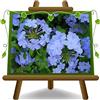 EURO PLANTS VIVAI Plumbago Auriculata Celeste Piante Rampicanti Ricadente o Rampicante, Fioritura Estiva Prolungata - su Vaso da 14 cm - Altezza - 20 cm