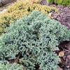 le Georgiche Vivai le Georgiche - Pianta vera di Juniperus squamata Blue Star - vaso Ø 17 cm