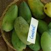 le Georgiche Vivai le Georgiche - Pianta vera di Mangifera indica Carabao Mango filippino, Mango dolce, Mango 'Carabao' - altezza alla vendita 60-80 cm