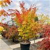 Vivaio di Castelletto Acero rosso giapponese Acero palmatum Sango Kaku pianta in mastello ø35 h 120/140 cm Vivaio di Castelletto