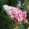 Vivaio di Castelletto 3 piante Hydrangea Paniculata Vanille Fraise Vivaio di Castelletto
