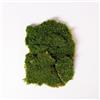 clorophilla. Muschio piatto stabilizzato 100% naturale adatto per pareti, decori, giardini verticali - 150g