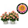 POWERS TO FLOWERS - LANTANA CAMARA ROSA PESCA, 2 PIANTE, VASO 14CM, piante vere