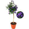 POWERS TO FLOWERS - SOLANUM RANTONETTI ALBERELLO XXL, vaso 19 ALTEZZA 90CM, OFFERTA ULTIMI 10 PEZZI!!! pianta vera
