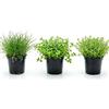 Generico Kit 3 Piante Vere Acquario Effetto Prato e Sfondo Ideale per Principianti | Set Piante Vive per Qualsiasi Acquario d'Acqua Dolce e Aquascaping: Lilaeopsis, Micranthemum e Hemianthus Micranthemoides