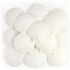 TaoQ C 16 Pezzo Conchiglie di Capesante Conchiglia Naturale, 10CM - 12CM Bianche Gusci di Capesante Piccole Conchiglie per Decorazione di Nozze Beach Tema Party, Serbatoio di Pesce e Vaso Filler