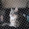 CVASNF Rete di protezione per gatti per balcone, 3 x 10 m, senza foratura, trasparente, per balcone, gatti, per il fissaggio di terrazze, finestre, recinzioni e porte
