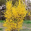 le Georgiche Vivai le Georgiche - Pianta vera di Forsythia x intermedia Lynwood Forsythia 'Lynwood Gold' Forsizia 'Lynwood' - vaso Ø 17 cm