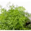 le Georgiche Vivai le Georgiche - Pianta vera di Finocchietto selvatico Foeniculum vulgare Finocchio comune - vaso Ø 14 cm