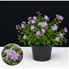 POWERS TO FLOWERS - SOLANUM JASMINOIDES A FIORE AZZURRO, GELSOMINO, 1 PIANTA vaso 14cm, piante vere