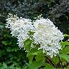 Vivaio di Castelletto 3 piante Hydrangea Paniculata Phantom Vivaio di Castelletto
