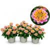 POWERS TO FLOWERS - LANTANA CAMARA ROSA PESCA, 3 PIANTE, VASO 14CM, piante vere