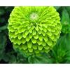SVI Semi di mercato Rare elegans Dahlia Zinnia gigante Lime regina Zinnia, imballaggio professionale, 50 semi, l'invidia doppiamente verde Fliowers