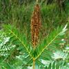 le Georgiche Vivai le Georgiche - Pianta vera di Osmunda regalis - vaso Ø 13 cm