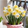 KJERTIZCVB Narcisi giallo-bianchi/Narcisi nani/Profumati/Resistenti al freddo-4 PCS-C