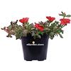 eGarden.store Pianta vera di Portulaca diverse varietà succulenta fiori vari colori ornamentaleda esterno venduta da eGarden.store (Portulaca Umbraticola Rosso-Fucsia)