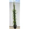 Vivai Decandia Giovanni PIANTA DI RINCOSPERMUM JASMINOIDES VASO 24 H 210