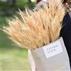 Jangostor 100 pezzi Grano secco, 43 cm Steli di grano beige Fiori di grano secchi Gambi di grano secchi naturali per Matrimonio Giorno del Ringraziamento Decorazione Artigianato fai da te