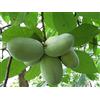 PRGA 1 PIANTA di ASIMINA TRILOBA BANANO di Montagna del Nord