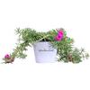eGarden.store Pianta di Portulaca pianta da esterno pianta da fiore pianta succulenta pianta di Portulaca ornamentale pianta vera venduta da eGarden.store (Portulaca Grandiflora Fucsia)