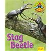 Ruth Owen Wildlife Watchers: Stag Beetle (Tascabile) Ruby Tuesday Readers