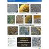 Frank Dobson Guide to Common Urban Lichens (Poster)