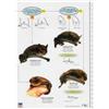 Kate Jones A Guide to British Bats (Poster)