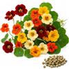 Generico Semi Nasturzio Nano Doppio in Miscuglio | Fiori Colorati Compatti | Ideale per Balcone, Terrazzo e Giardino | Fioritura Abbondante | Facile da Coltivare | Attira Api e Farfalle