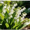 MUIEFDFUIUE Rari rizomi di mughetto perenne, facili da coltivare per i principianti, profumati, adatti per giardini interni ed esterni e per decorazioni nuziali-5 root-A