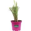 eGarden.store Pianta di Erba della Pampas Cortaderia Selloana pianta da esterno graminacea ornamentale pianta vera venduta da eGarden.store (Rosea v.17 cm)