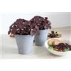 MODIPITRE Perilla Shiso Basilico giapponese su vaso cm 12 BIO, 2 piante MODIPITRE